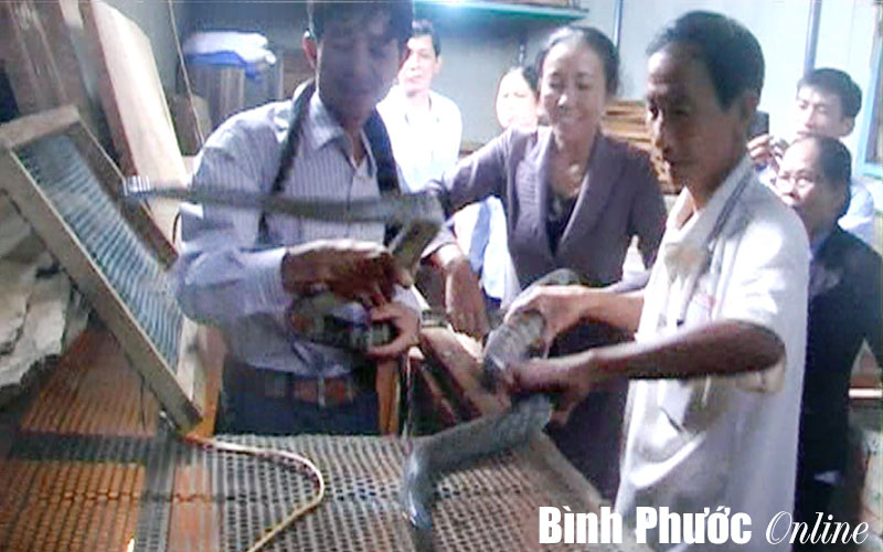 Làm giàu từ nuôi rắn hổ trâu Làm giàu từ nuôi rắn hổ trâu
