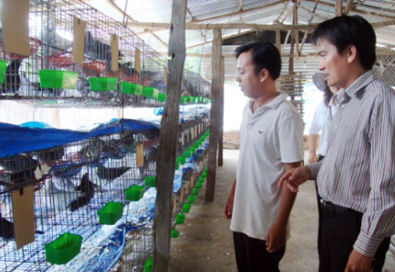 Làm giàu từ nuôi chim cút và bồ câu Làm giàu từ nuôi chim cút và bồ câu