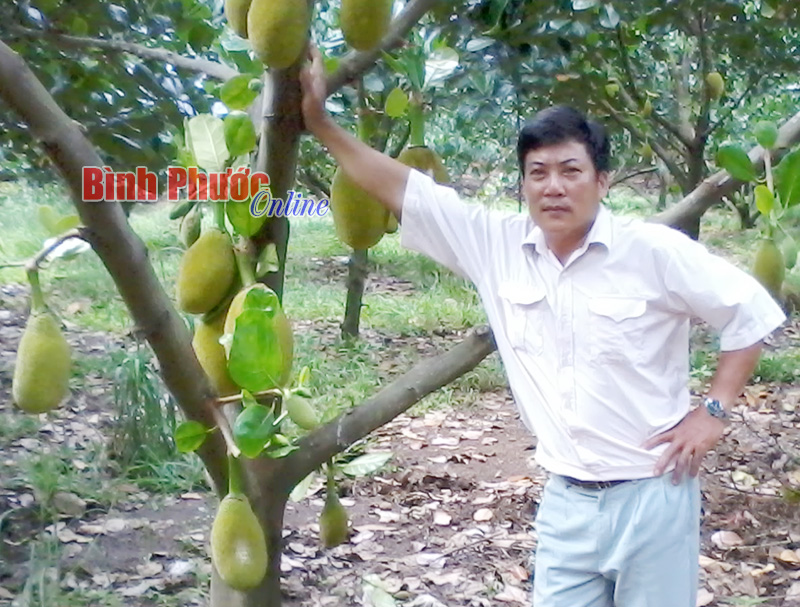 Làm giàu từ vườn cây đa canh