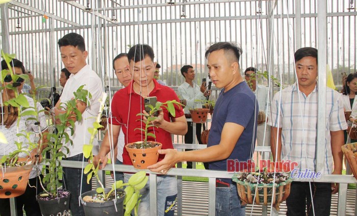 Giao lưu, chia sẻ kinh nghiệm chăm sóc và bảo tồn lan đột biến