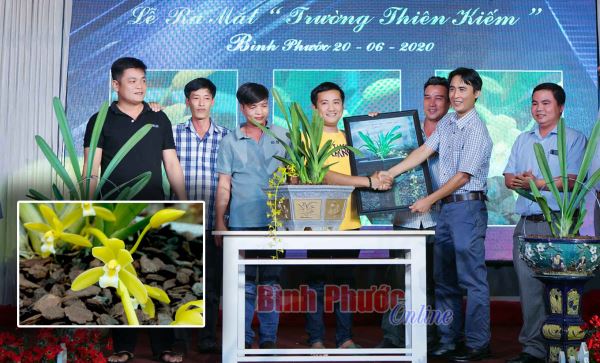Bán đấu giá 2 chậu lan kiếm đột biến trị giá hơn 400 triệu