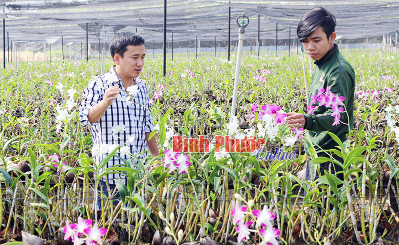 Khát vọng làm giàu từ hoa lan