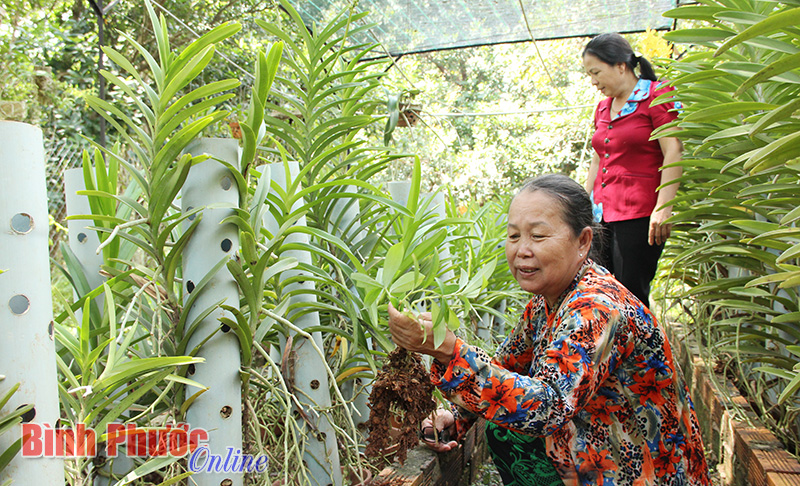 Làm giàu từ trồng lan Làm giàu từ trồng lan