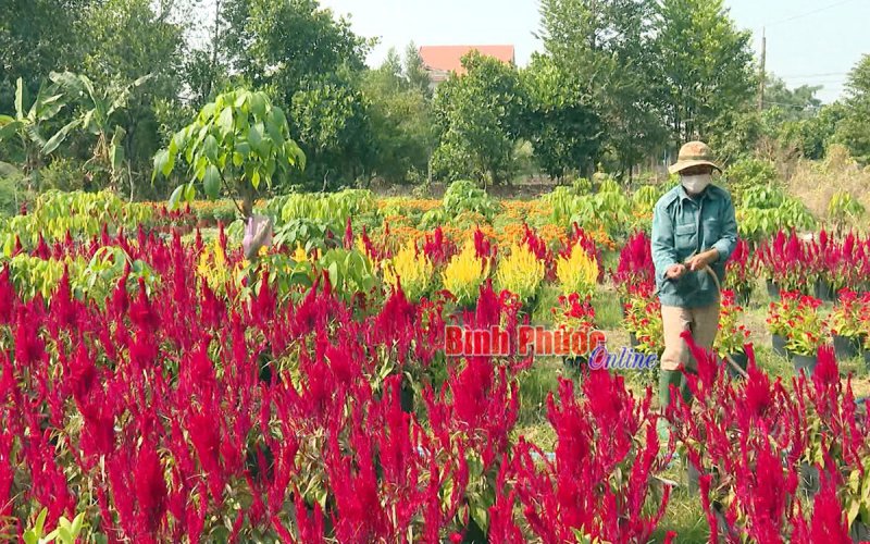 Làng hoa Chơn Thành vào xuân