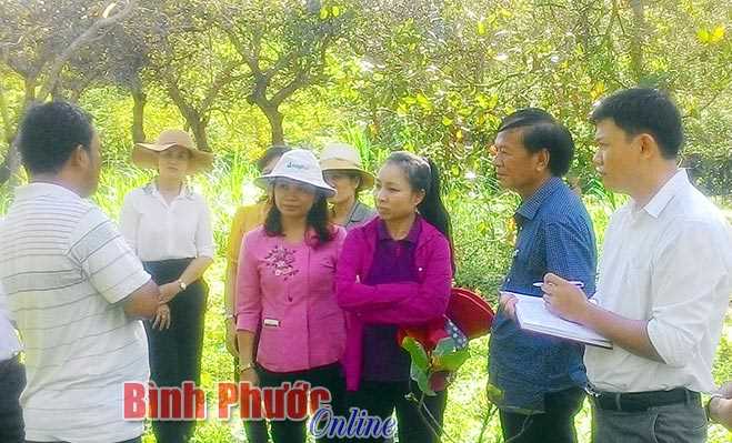 Lãnh đạo tỉnh khảo sát tình hình sâu, bệnh hại cây điều Lãnh đạo tỉnh khảo sát tình hình sâu, bệnh hại cây điều