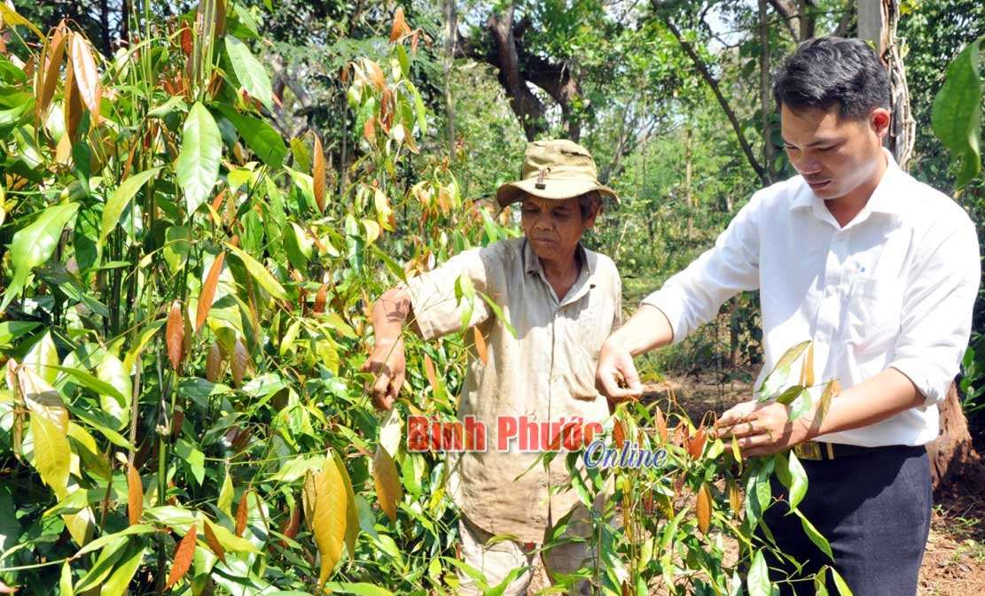 Để lá nhíp từ rừng xuống phố Để lá nhíp từ rừng xuống phố