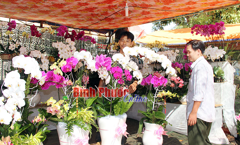 Chợ tết Đồng Xoài: Lan hồ điệp được ưa chuộng nhất