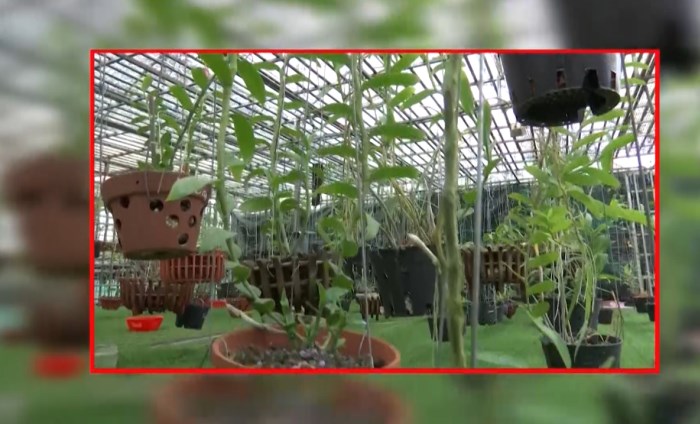 Bản tin 100 độ ngày 20-8: Cần tỉnh táo khi giao dịch lan đột biến Bản tin 100 độ ngày 20-8: Cần tỉnh táo khi giao dịch lan đột biến