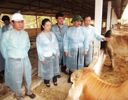 Nội dung kiểm dịch trâu, bò trước khi nhập khẩu Nội dung kiểm dịch trâu, bò trước khi nhập khẩu