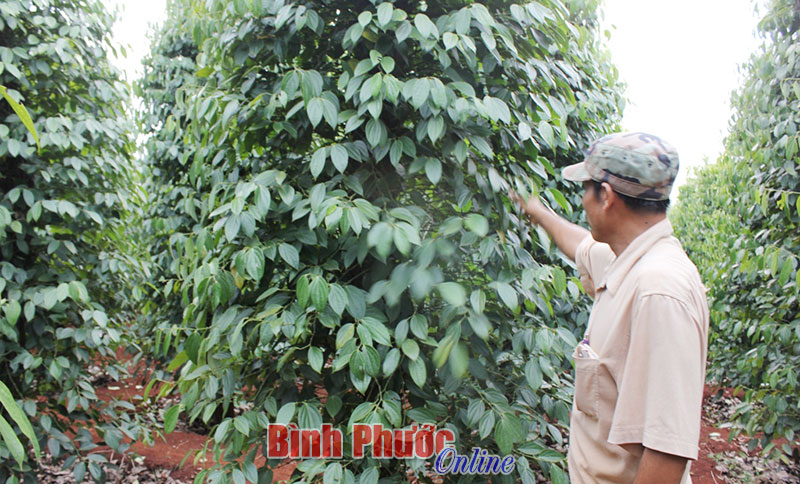 Loại bỏ carbendazim và paraquat trong năm 2016 Loại bỏ carbendazim và paraquat trong năm 2016