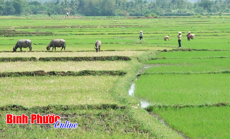 Lộc Ninh có gần 3.000 ha đất trồng lúa Lộc Ninh có gần 3.000 ha đất trồng lúa
