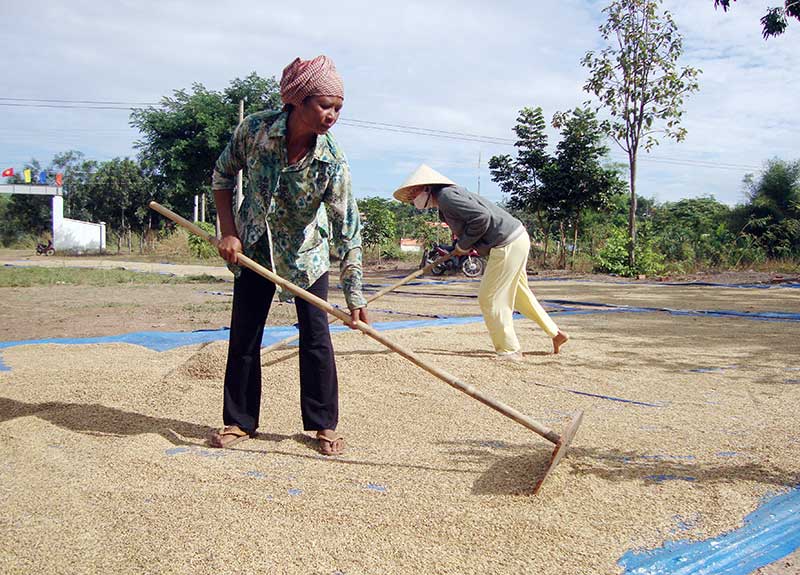Lộc Thịnh: Lúa lại mất mùa Lộc Thịnh: Lúa lại mất mùa