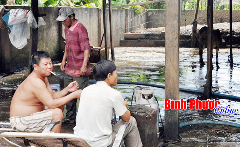 Lò giết mổ gia súc không phép hoạt động công khai Lò giết mổ gia súc không phép hoạt động công khai