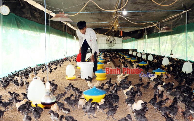 'Lợi kép' từ nuôi gà lỡ