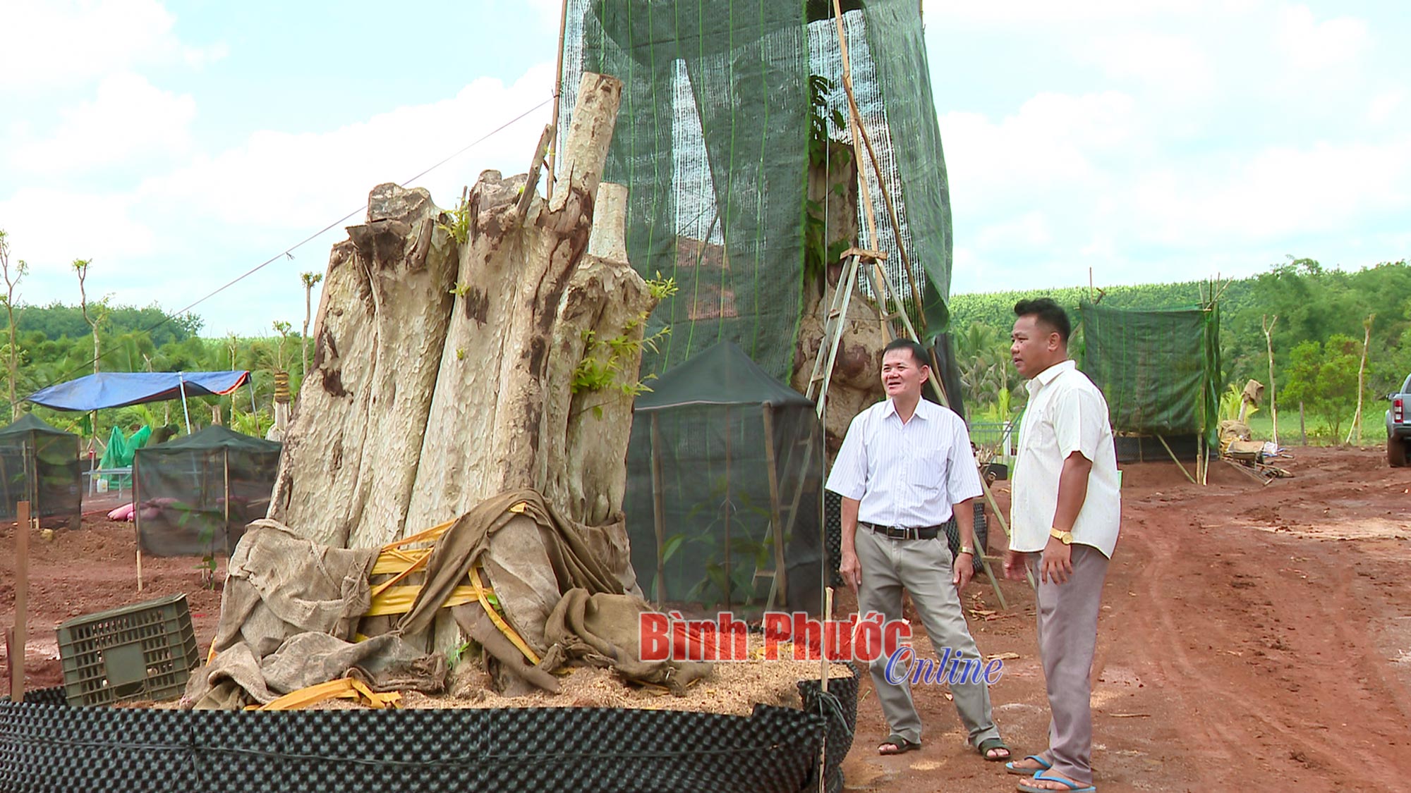 Lợi kép từ thú chơi bằng lăng