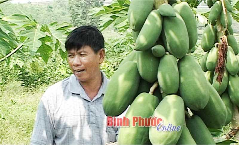 Lợi kép từ trồng xen ở Thanh Lương