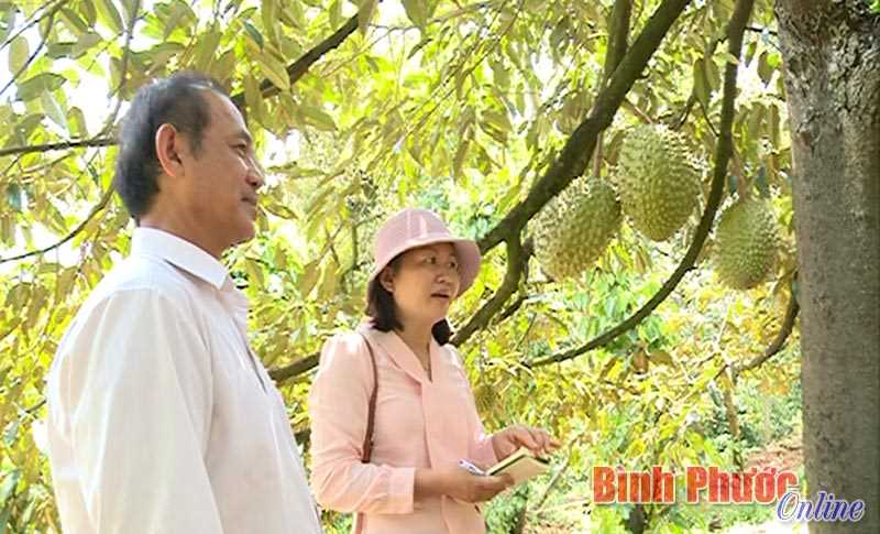 Lợi kép từ trồng xen sầu riêng Lợi kép từ trồng xen sầu riêng