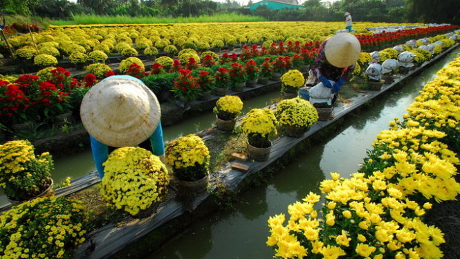 Trình hai phương án nghỉ Tết Nguyên đán 7 hoặc 9 ngày Trình hai phương án nghỉ Tết Nguyên đán 7 hoặc 9 ngày
