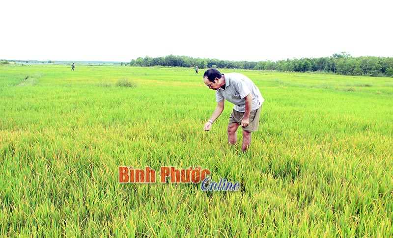 Lúa ở Lộc Thịnh xuất hiện bệnh đạo ôn Lúa ở Lộc Thịnh xuất hiện bệnh đạo ôn
