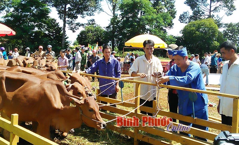 Bò “Lục lạc vàng” đến với người nghèo vùng biên Bò “Lục lạc vàng” đến với người nghèo vùng biên
