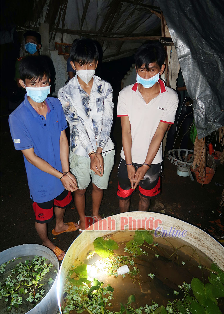 ma_tuy_2_17315410102021.jpg
