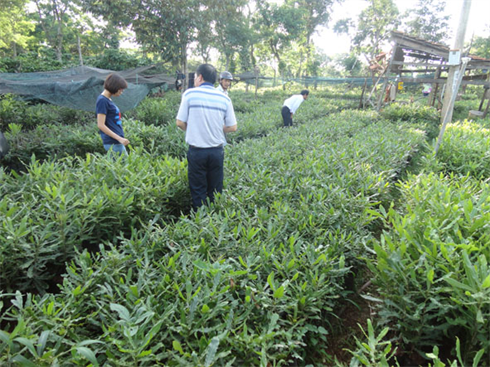 Thanh Hóa dừng xây dựng đề án phát triển cây mắc ca Thanh Hóa dừng xây dựng đề án phát triển cây mắc ca