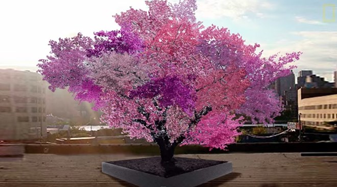 magic_tree.jpg
