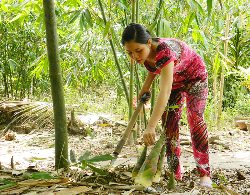 Măng được giá, nông dân phấn khởi Măng được giá, nông dân phấn khởi