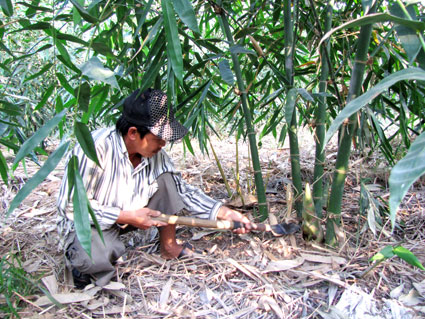mangdientruc.jpg