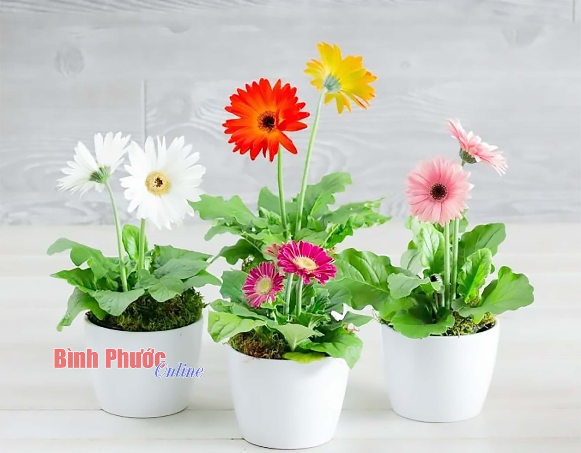 Màu của tết Màu của tết