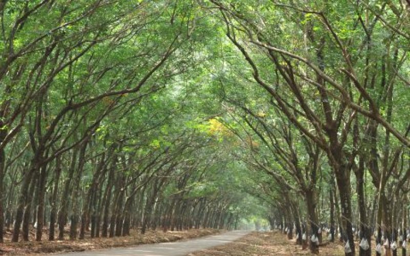 Mẹ tôi dưới hàng cây cao su Mẹ tôi dưới hàng cây cao su