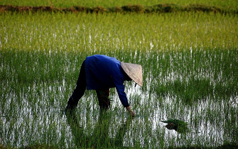 Mẹ và những ngày mùa