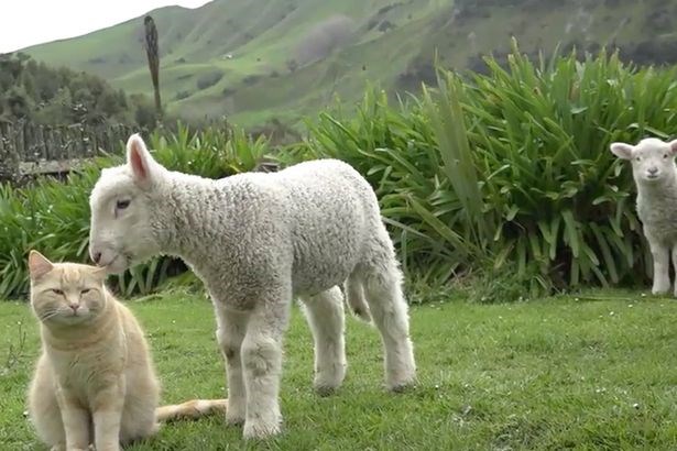 Mèo béo ú trở thành ngôi sao trên mạng vì nghĩ mình là cừu Mèo béo ú trở thành ngôi sao trên mạng vì nghĩ mình là cừu