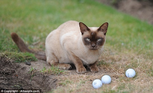 Chú mèo chuyên "ăn trộm" bóng golf khiến CLB phải đổi luật chơi Chú mèo chuyên "ăn trộm" bóng golf khiến CLB phải đổi luật chơi