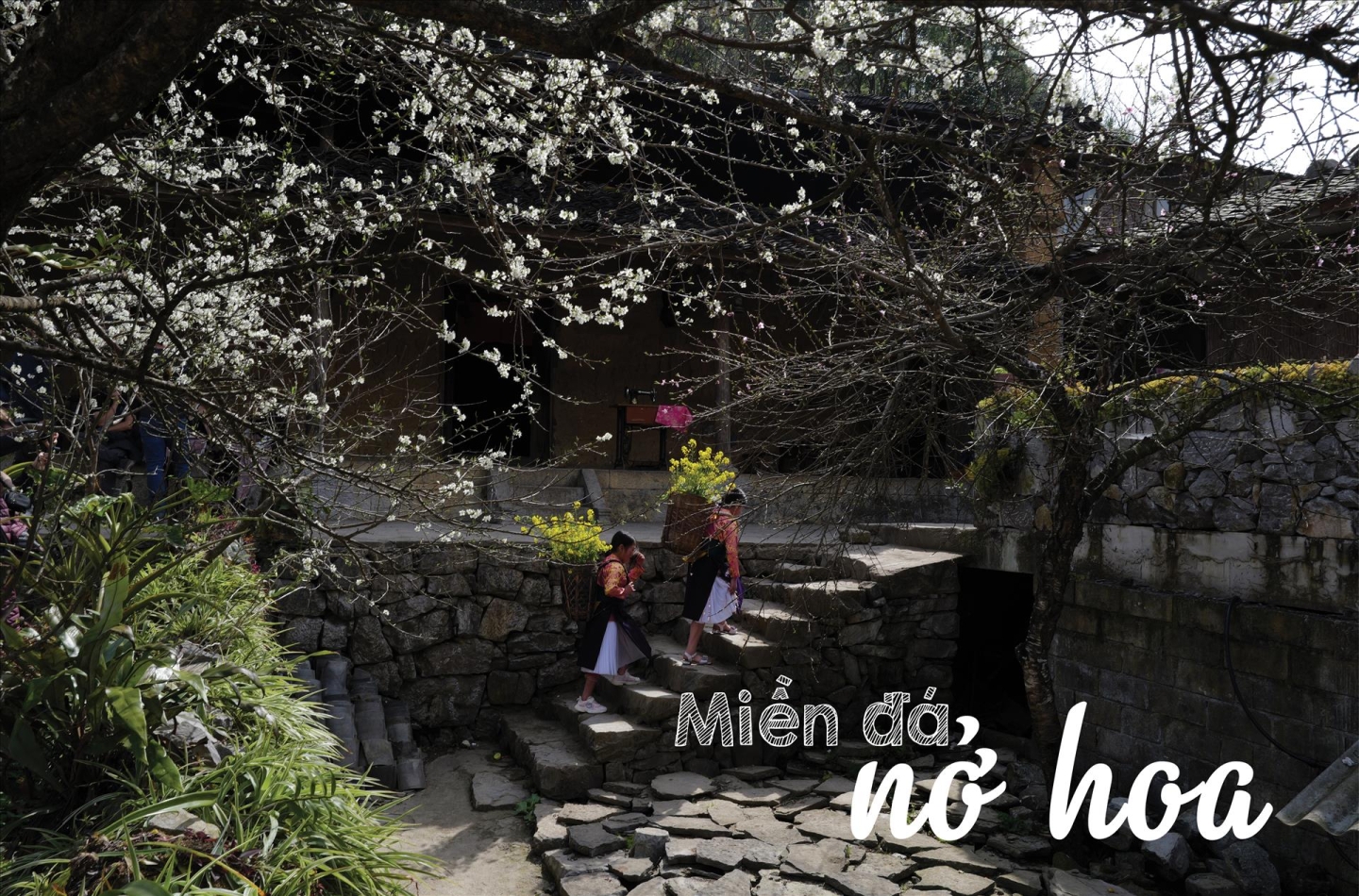 mien_da_no_hoa7_10_44_26_17195608032025.jpg