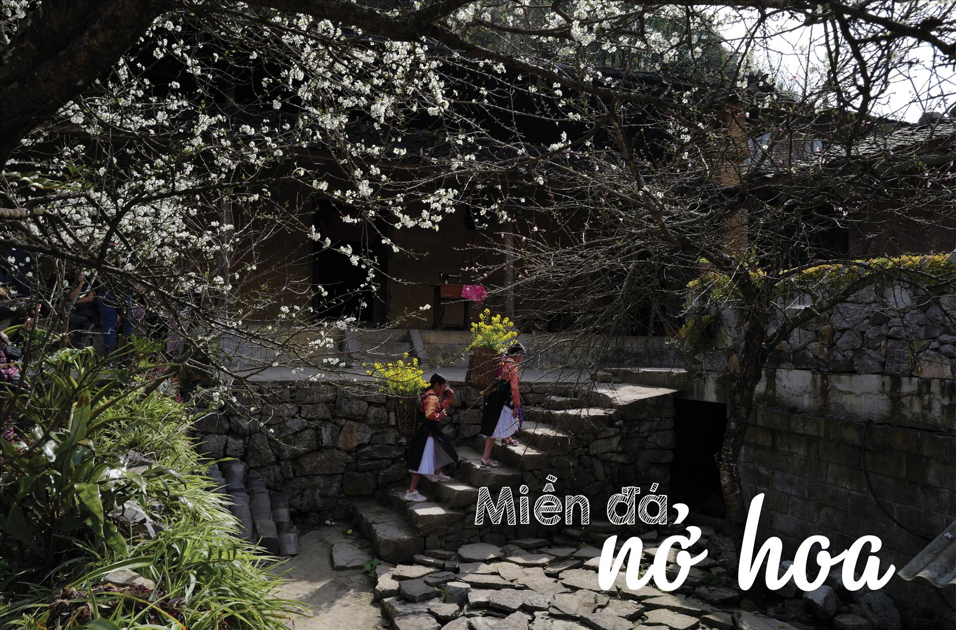 Miền đá nở hoa Miền đá nở hoa