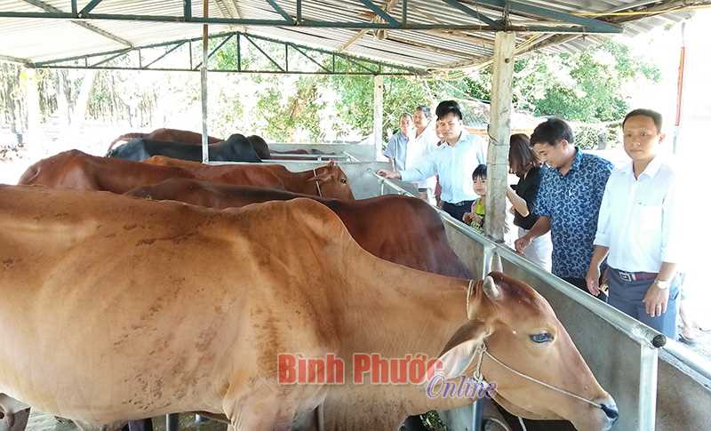 Minh Hưng bàn giao bò giống hỗ trợ nông dân Minh Hưng bàn giao bò giống hỗ trợ nông dân