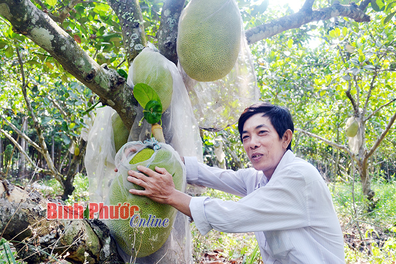 Mít trúng mùa được giá Mít trúng mùa được giá