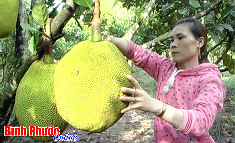 Người trồng mít “khóc” vì giá Người trồng mít “khóc” vì giá