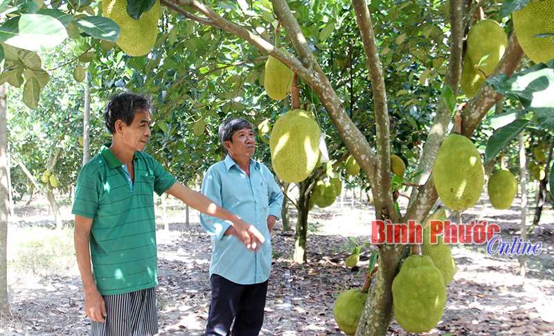 Bí quyết trồng xen của nhà nông Nguyễn Văn Gặp Bí quyết trồng xen của nhà nông Nguyễn Văn Gặp