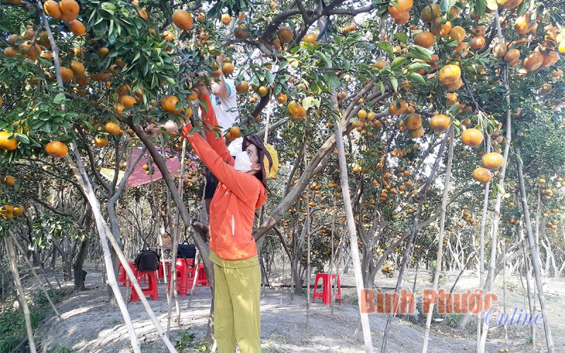 Mô hình du lịch dã ngoại trong mùa dịch
