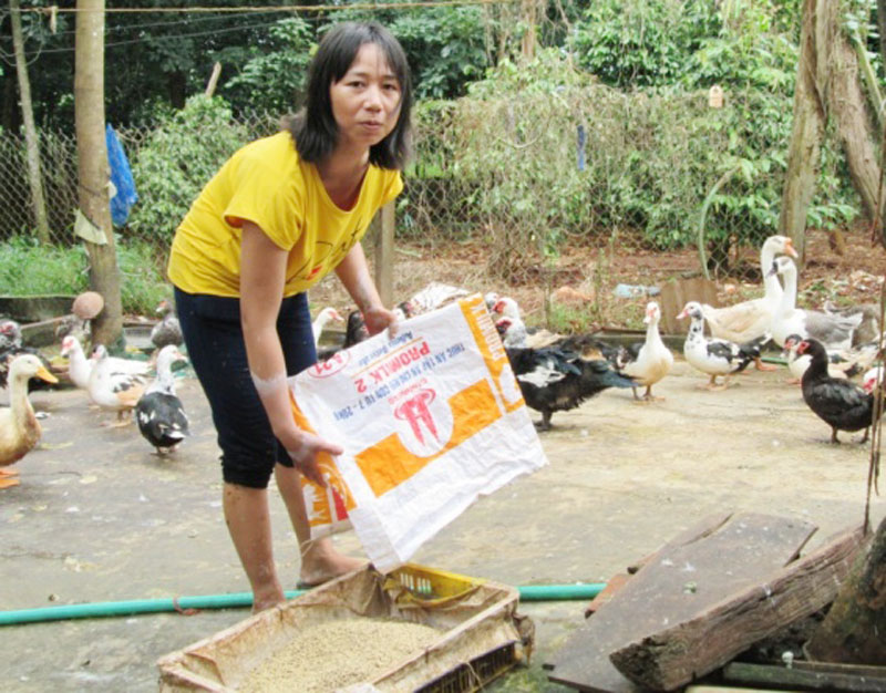 Mô hình chăn nuôi kết hợp mang lại hiệu quả kinh tế cao