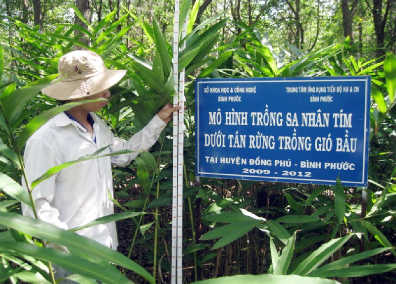 Nghiên cứu trồng thử nghiệm Sa nhân tím Nghiên cứu trồng thử nghiệm Sa nhân tím