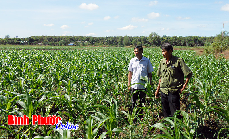 Mô hình bao tiêu bắp tươi ở Lộc Hưng Mô hình bao tiêu bắp tươi ở Lộc Hưng