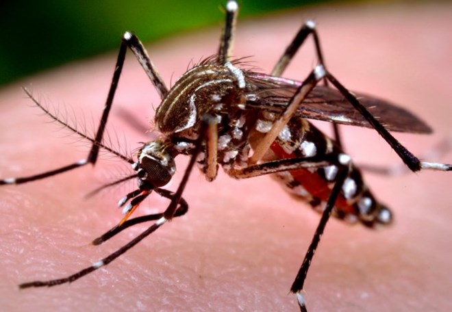 Phát hiện về muỗi vằn mang virus Zika lưu hành ở Việt Nam Phát hiện về muỗi vằn mang virus Zika lưu hành ở Việt Nam