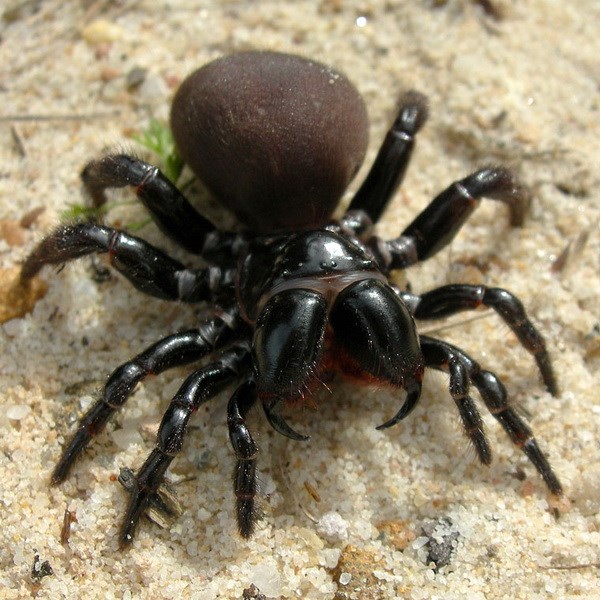 mousespider128072015033710.jpg