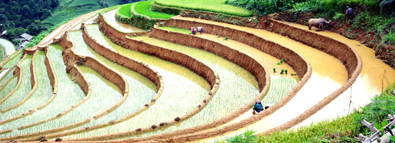 mu-cang-chai327072015031921.jpg
