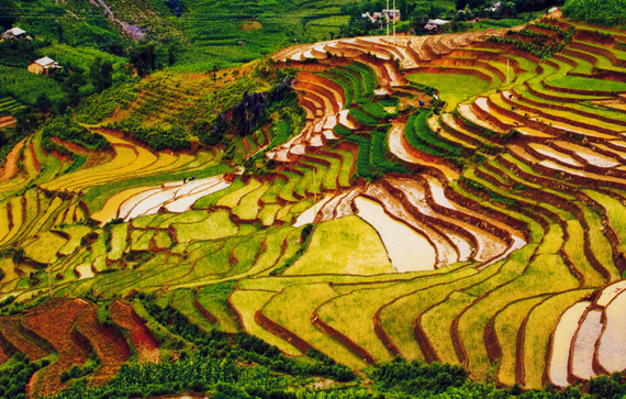 mu-cang-chai427072015031922.jpg