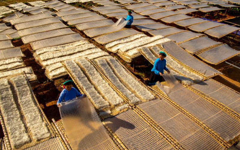 Mùa phơi miến