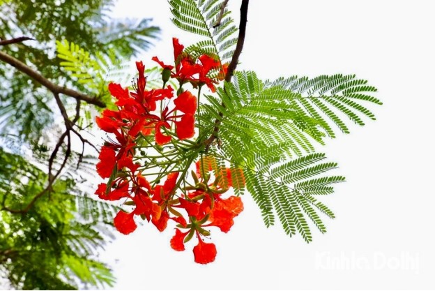 Mùa phượng đỏ tháng Năm Mùa phượng đỏ tháng Năm